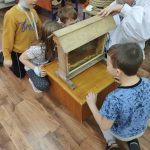 Uczniowie obserwują pszczoły przez szklaną szybę ula